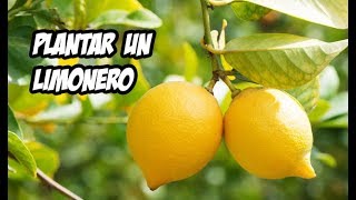 Como Plantar un Limonero en el Huerto  Paso a Paso [upl. by Tyler]