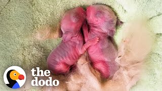 Tiny Pink Blobs Turn Into The Biggest Fluff Balls  The Dodo [upl. by Ivetts]