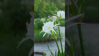 Cahaba lilies are worth a visit [upl. by Ydnil]