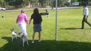 Kilbride Dog Show SunAug13 2017 The Norrbottenspets [upl. by Janicki]