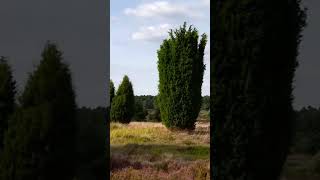 Autofreies Naturschutzgebiet Lüneburger Heide [upl. by Mil]