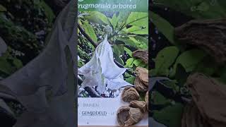 Brugmansia arborea the angels trumpet plant seeds flowers plants seeds [upl. by Ned84]