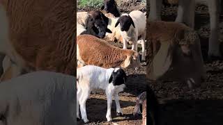 Idaha Dhoobarka  Dorper sheep farming  laikipia [upl. by Ardnait447]