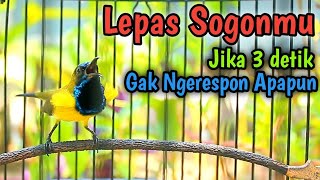 CUITAN SOGON GACOR PENAIK EMOSI JANTAN PANCINGAN SOGON TROTOL BIAR GACOR DOR NGALAS NGKLEPER [upl. by Ymmak]