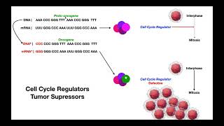 Cell Cycle Regulators amp Tumor Suppressor Genes  Protooncogenes amp Oncogenes [upl. by Nauqan633]