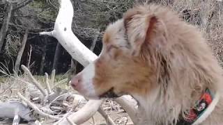 Junger Hund sieht zum ersten Mal das Meer  Miley am Hundestrand in Italien [upl. by Piwowar280]