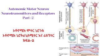 👌Autonomic Motor Neuron quotኦቶኖሚክ ሞተር ኒሮንስquot🧠 quotኒሮትራኒስሚተር እና ሪሰፕተርquot ክፍል2 TG kidha97 [upl. by Ahsael]