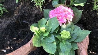 Plantar hortensias en el jardín  Jardinatis [upl. by Elyrad170]