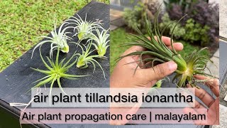 air plant tillandsia ionantha airplants airplantcare plants [upl. by Sabrina10]