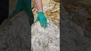 Extracting an exquisite nautilus fossil from the Inferior oolite at Burton Bradstock shorts [upl. by Coyle518]