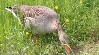 Gänse Botanischer Garten [upl. by Ikceb]