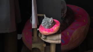 Dorcas the Donut Relaxes Near the Window 😺🩶🍩 [upl. by Rola]