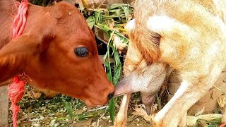 goat feeding milkhow to drink goat milkanimal milking video🐐🐂 [upl. by Ahsiliw409]