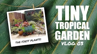 VLOG 3  Tiny Tropical Garden UK [upl. by Nitnilc33]