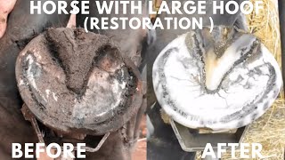 Shire Horse Complete restoration Shire Horse Restoration Compilation shirehorse huge massivehoof [upl. by Adnoel492]