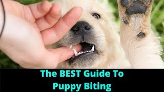 Bite Inhibition Dog Training How To Stop A Puppy From Biting And Train Dogs Not To Bite [upl. by Honeyman]