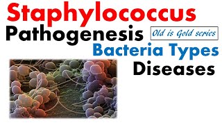 Staphylococcus bacteria Microbiology  pathogenesis infection disease toxin food poisoning [upl. by Hras]