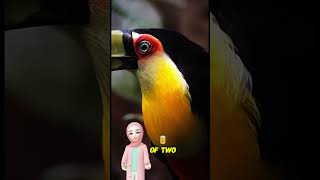 Toucans are tropical birds with large beaks Toucans live in tropical forests animals birds [upl. by Attesoj]