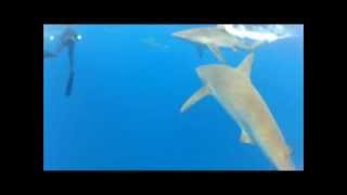 Snorkel with Galapagos Shark in Oahu  Hawaii [upl. by Rafaelia]