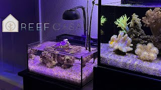 Should you setup a pico reef ReefCasa 6g review [upl. by Mloc]