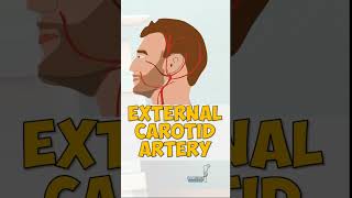 The External Carotid Artery anatomy education [upl. by Ellenehs]