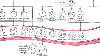 An introduction to Haematopoesis [upl. by Enaols544]