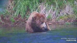 801 July 22 2024 Exploreorg Brooks falls [upl. by Ykvir]