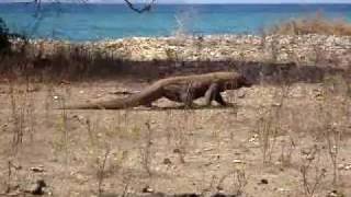 Komodovaraan op Komodo Indonesië [upl. by Kristina]