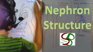 Nephron structure [upl. by Bobbee135]