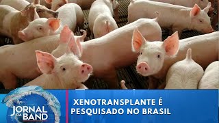 Brasil avança em pesquisas de transplante de animais para humanos  Jornal da Band [upl. by Freda49]