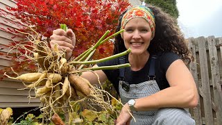 Digging and Storing Dahlias for Winter ❄️  Here She Grows [upl. by Ahsitneuq]