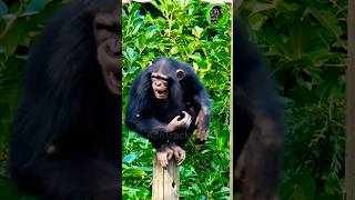 😲🐵 Screaming Chimp Is Stung In Surprise Wasp Attack 🐝😫 shorts [upl. by Atilal780]