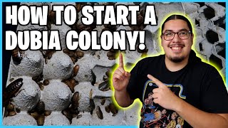 How to Set Up a Dubia roach colony [upl. by Annasoh]