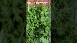 시든 채소 싱싱하게 살리기 Keeping wilted vegetables fresh shorts [upl. by Anaili]