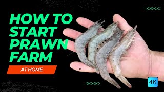 How To Start PRAWN FARMING At HOME For HIGH PROFIT  Shrimp Farming Guide  Things you need to know [upl. by Ennaeerb]