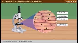 To prepare stained temporary mount of onion peel [upl. by Fennessy]