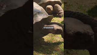 🐢 How Galapagos Tortoises Inspired Evolution nature science history darwin [upl. by Furiya]