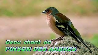 PINSON des ARBRES beau et qui chante bien   Chant doiseau [upl. by Ciryl]