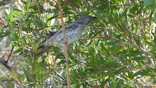 Little Wattlebird Hervey Bay Qld [upl. by Bernelle]