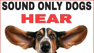 Sound Only Dogs Can Hear And Love [upl. by Koppel]