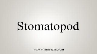 How To Say Stomatopod [upl. by Giwdul]