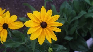 Rudbeckia Indian Summer  Showcase [upl. by Cello]