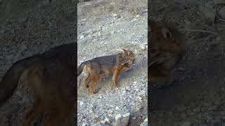 ÇAKAL YOLU İŞARETLİYOR youtubeshorts keşfet çakal jackal wildlife trailcam funny wolf you [upl. by Prudy]