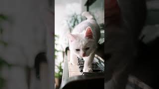 cat play pianoamazing pet cat lover [upl. by Grinnell]