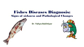 54 Fish disease diagnosis Signs of sickness and Pathological Changes [upl. by Nawj805]