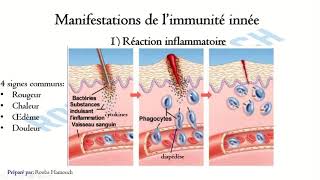 Le Système Immunitaire la réponse immunitaire non spécifique [upl. by Dnomyaw]