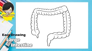 Easy Drawing Large Intestine [upl. by Odrahcir]