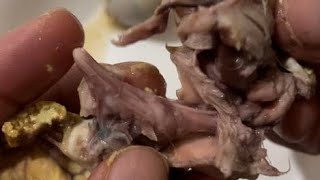 ZOTisfaction TRYING EXOTIC BALUT DUCK EGG DEVELOPING EMBRYO IN ROME [upl. by Honora637]