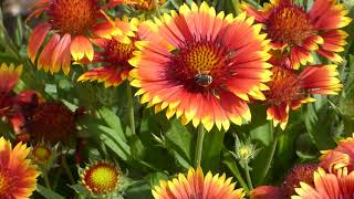 Gaillardia aristata Arizona Sun [upl. by Nalhsa]