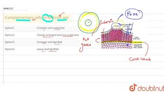 Complementary cells of lenticels are [upl. by Colson]